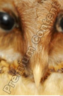 Barn owl - Tyto alba  0055
